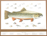 Eldridge Hardie framed trout and fly fishing flies
			  